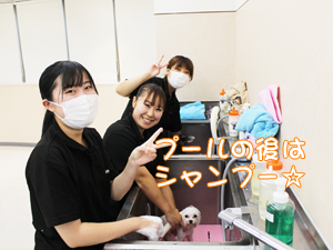 ドッグランでモデル犬とプール♪～1日目～